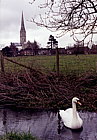 gb-salisbury-fowl.jpg