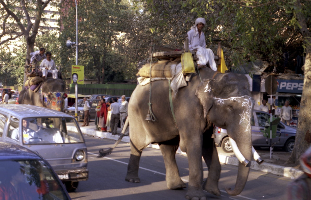 delhi-elephant-street.jpg