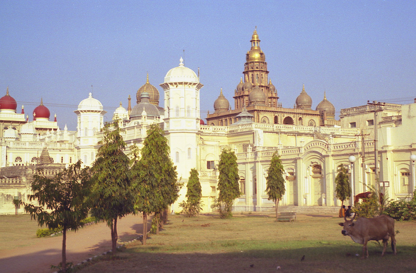 mysore-palace-cow.jpg