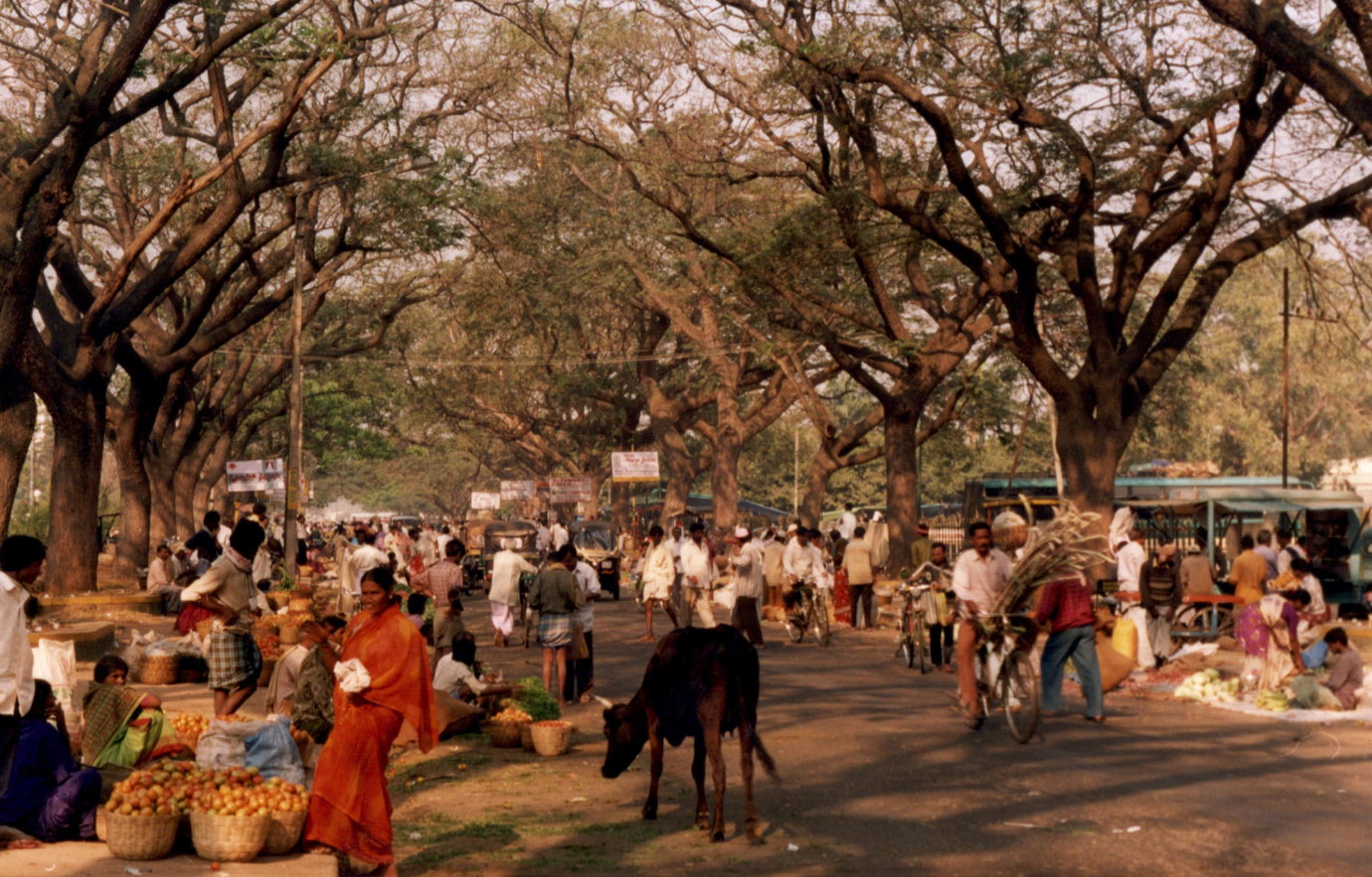 mysore-streetmarket-cow_copy.jpg