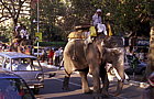 delhi-elephant-street.png