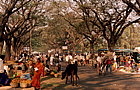 mysore-streetmarket-cow_copy.png