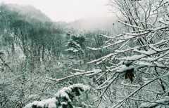 namhanseongsan-woods